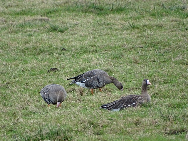 的加盟曾經 的加盟曾經